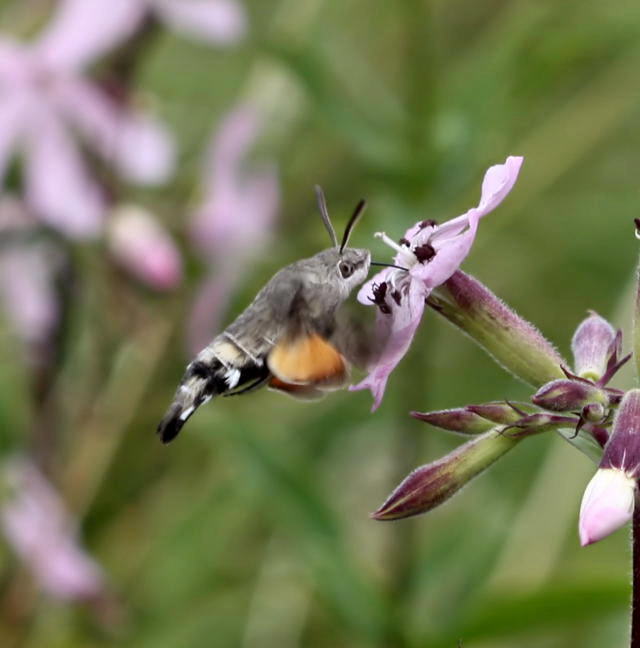 Taubenschwnzchen - Macroglossum stellatarum