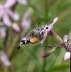 Taubenschwnzchen - Macroglossum stellatarum
