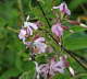 Taubenschwnzchen - Macroglossum stellatarum