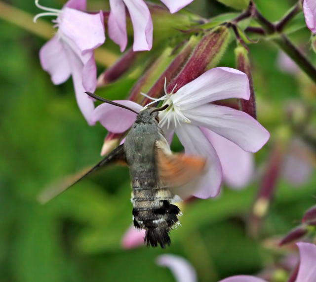 Taubenschwnzchen - Macroglossum stellatarum