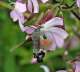 Taubenschwnzchen - Macroglossum stellatarum