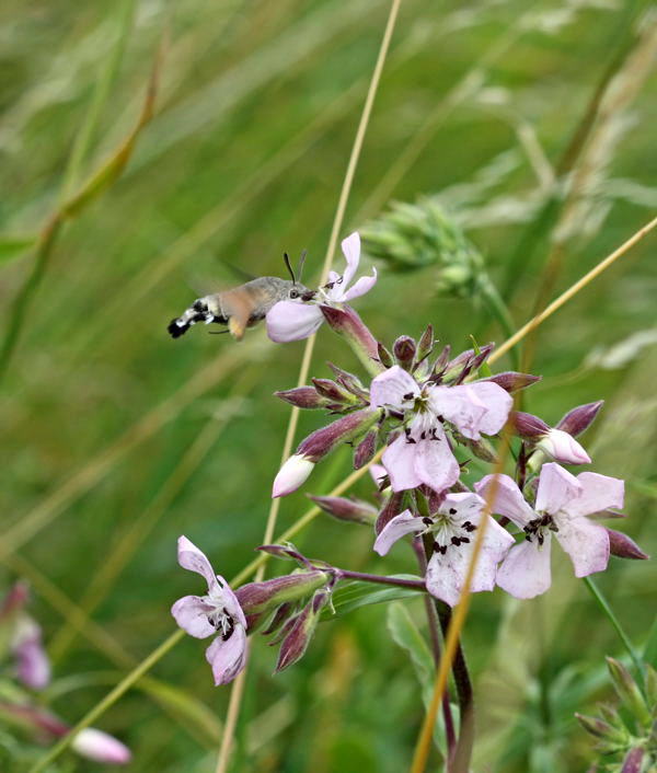 Taubenschwnzchen - Macroglossum stellatarum