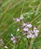 Taubenschwnzchen - Macroglossum stellatarum
