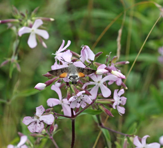 Taubenschwnzchen - Macroglossum stellatarum
