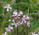 Taubenschwnzchen - Macroglossum stellatarum