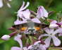 Taubenschwnzchen - Macroglossum stellatarum
