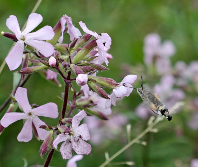 Taubenschwnzchen - Macroglossum stellatarum