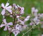 Taubenschwnzchen - Macroglossum stellatarum