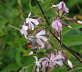 Taubenschwnzchen - Macroglossum stellatarum
