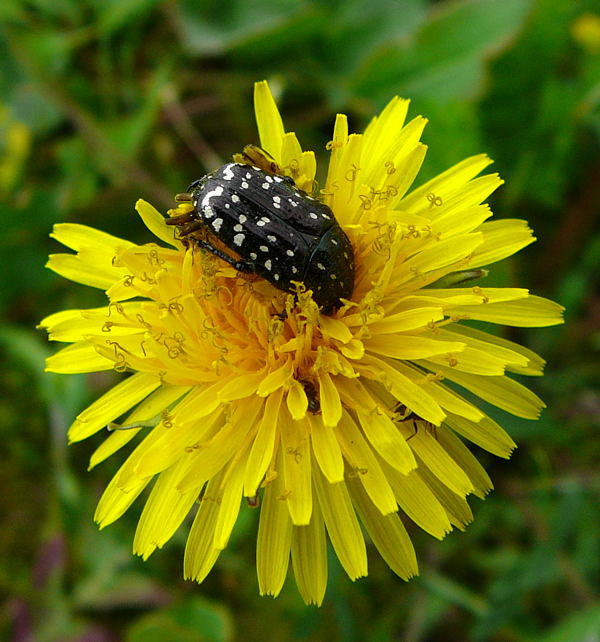 Trauer-Rosenkfer - Oxythyrea funesta