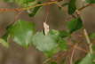 Violettroter Kleinspanner - Scopula rubiginata