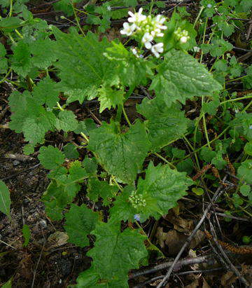 Gemeines Lauchkraut (Knoblauchsrauke) - Alliaria petiolata