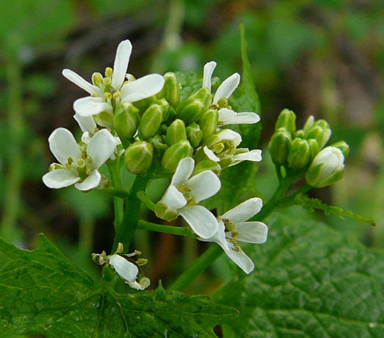 Gemeines Lauchkraut (Knoblauchsrauke) - Alliaria petiolata