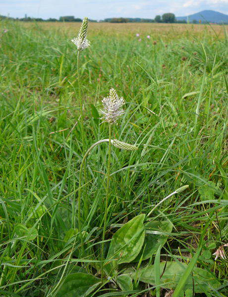 Mittlerer Wegerich - Plantago media