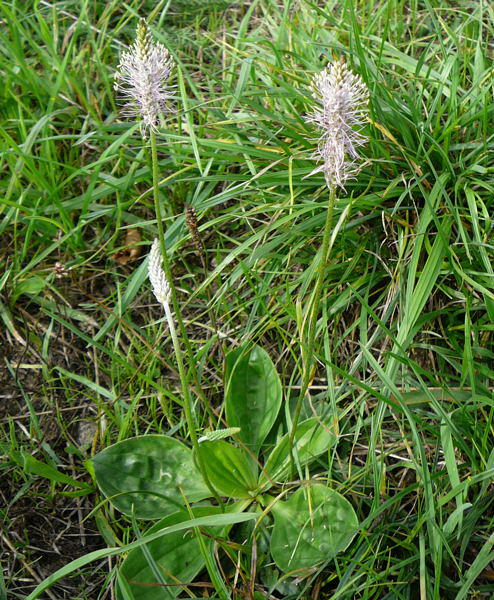 Mittlerer Wegerich - Plantago media