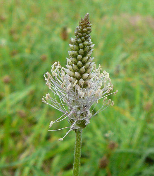 Mittlerer Wegerich - Plantago media
