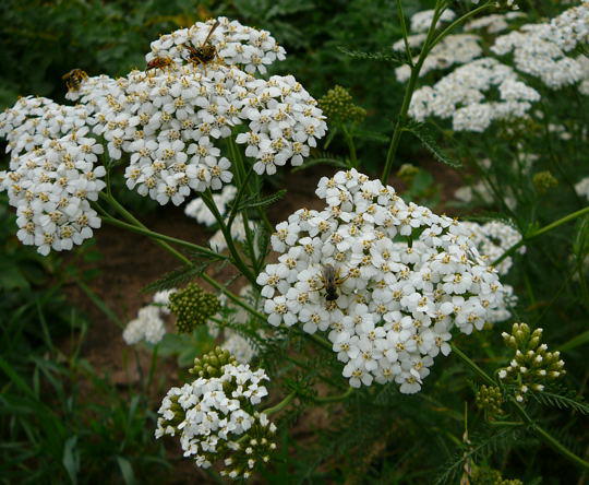 Gemeine Schafgarbe - Achillea millefolium