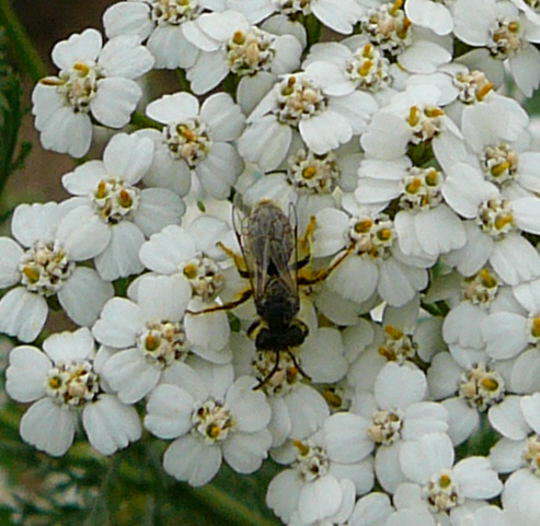 Gemeine Schafgarbe - Achillea millefolium