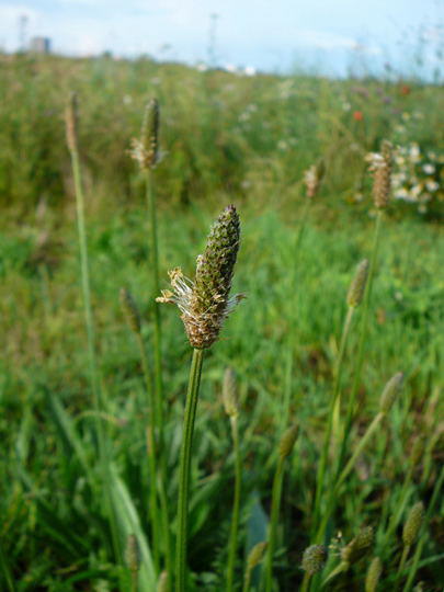 Spitzwegerich - Plantago lanceolata 