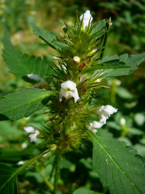Stechender Hohlzahn  - Galeopsis tetrahlt