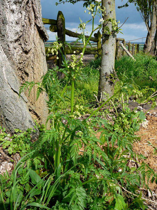 Wiesenkerbel - Anthriscus sylvestris 