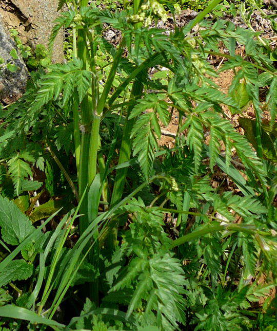 Wiesenkerbel - Anthriscus sylvestris 