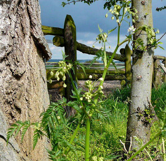 Wiesenkerbel - Anthriscus sylvestris 