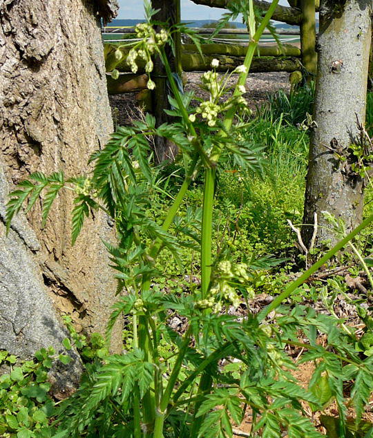 Wiesenkerbel - Anthriscus sylvestris 