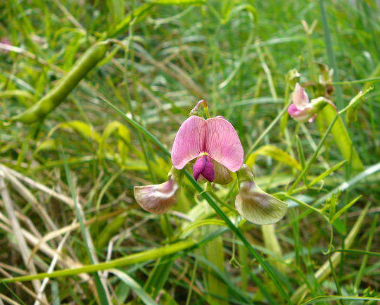 Wald-Platterbse - Lathyrus sylvestris