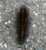 Weier Br - Spilosoma lubricepeda