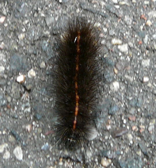 Weier Br - Spilosoma lubricepeda
