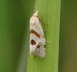 Wickler - Aethes smeathmanniana