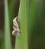 Wickler - Aethes smeathmanniana