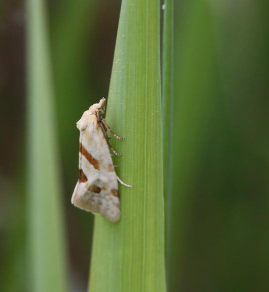 Wickler - Aethes smeathmanniana