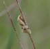Wickler - Aethes smeathmanniana
