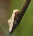 Wickler - Aethes smeathmanniana
