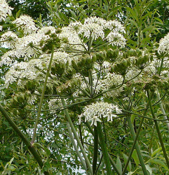 Wiesen-Brenklau - Heracleum sphondylium