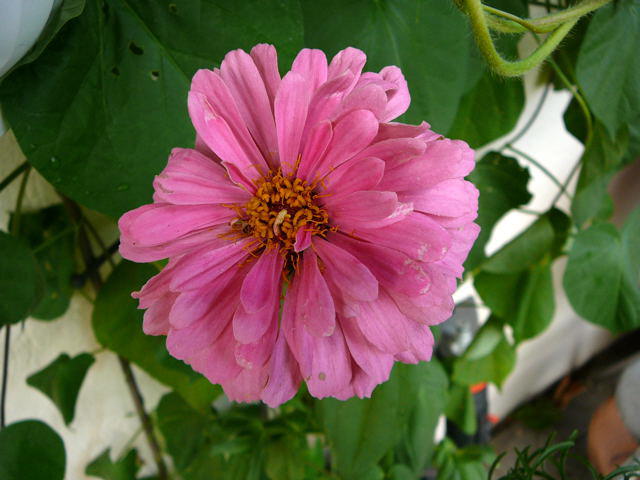 Zinnie - Zinnia violacea