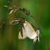 Znsler 4 - Udea lutealis 