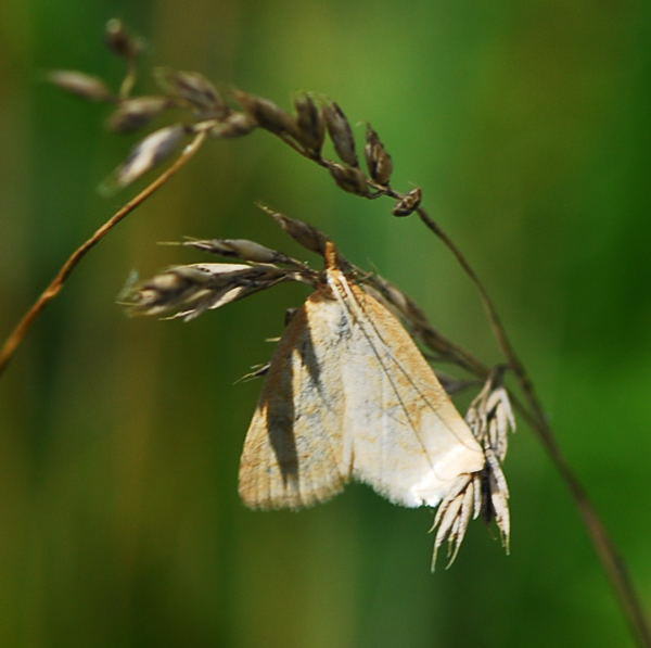 Znsler 4 - Udea lutealis 