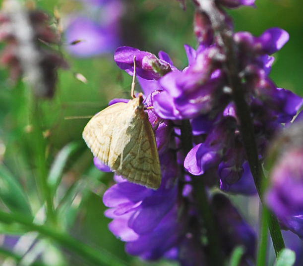 Znsler 4 - Udea lutealis 