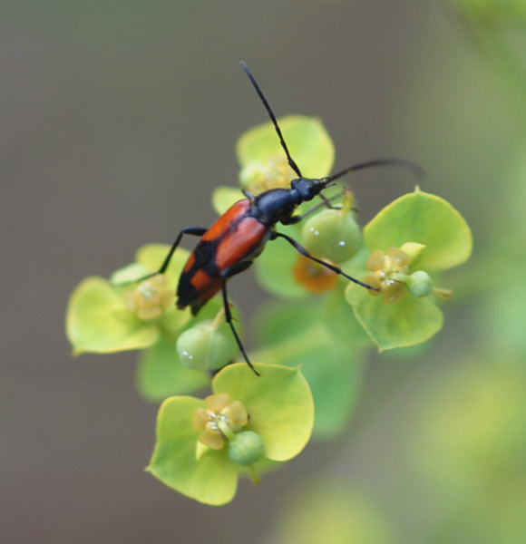 Zweibindiger Schmalbock - Stenurella bifasciata 